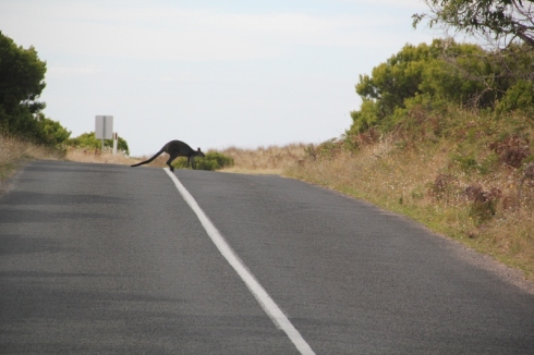 Kangourou qui traverse la route... (2) (800x533)