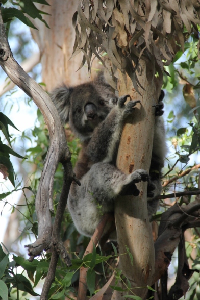 Koala, Otway Bay